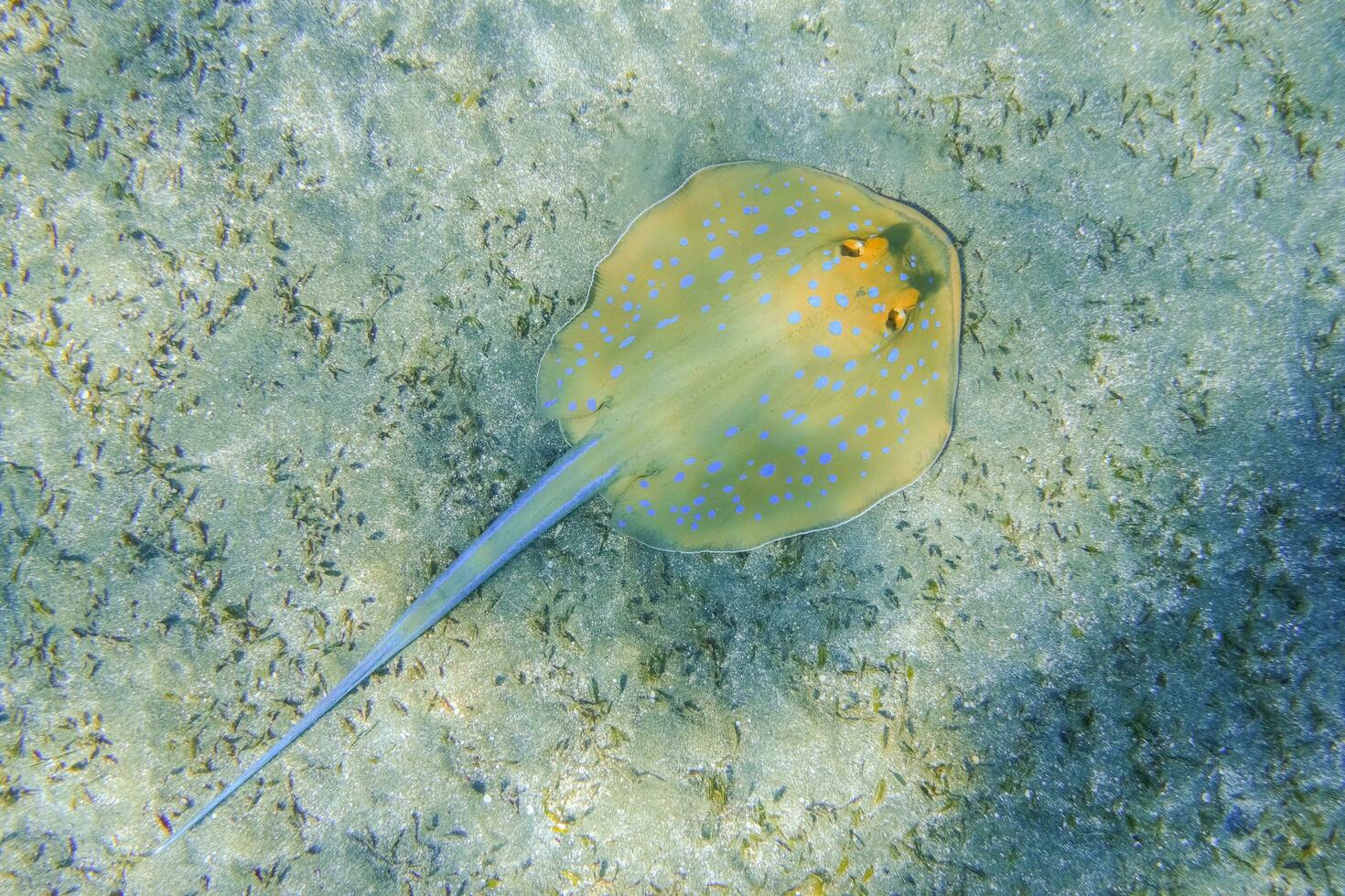 blu macchiato ribbontail raggio dire bugie a il fondale marino nel marsa alam foto