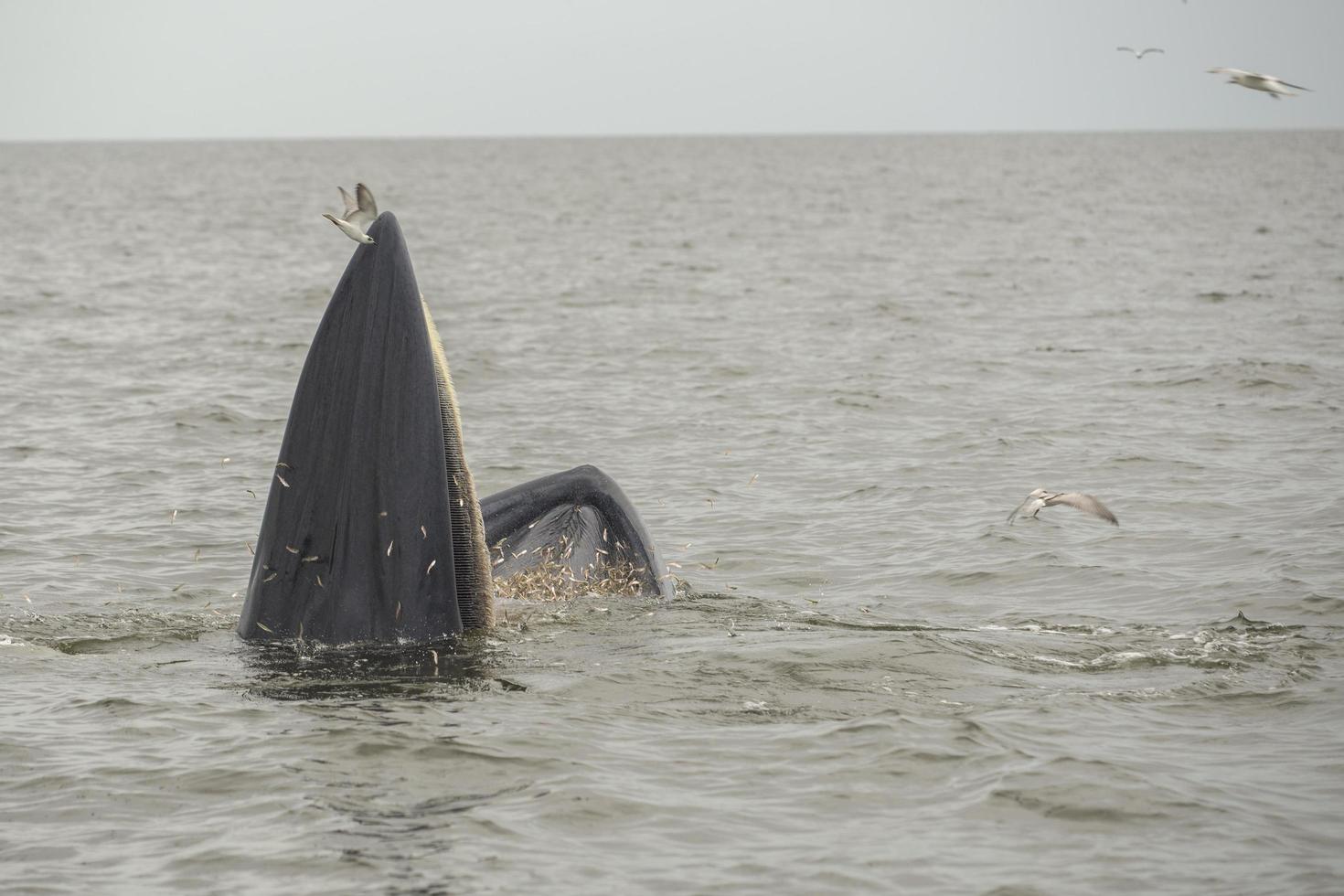 la balena di bryde, la balena dell'eden, che mangia pesce nel golfo della thailandia. foto