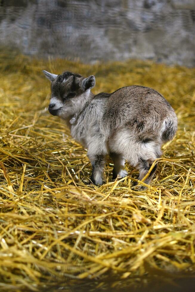 adorabile bambino agnello nel il fienile foto