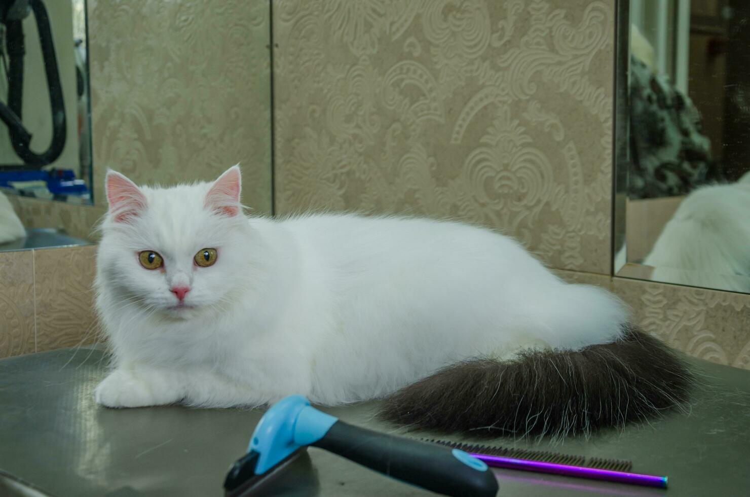 un' bianca gatto con un' nero coda è dire bugie su il tavolo a il toelettatore foto