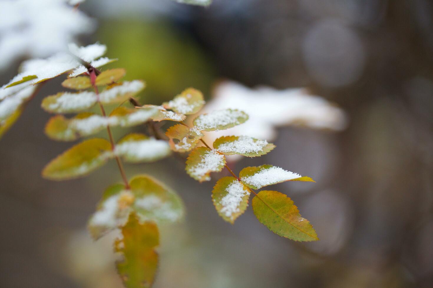 radica le foglie coperto di neve. foto