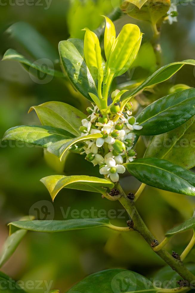 dettaglio del fiore con allegagione e foglie di agrifoglio europeo foto