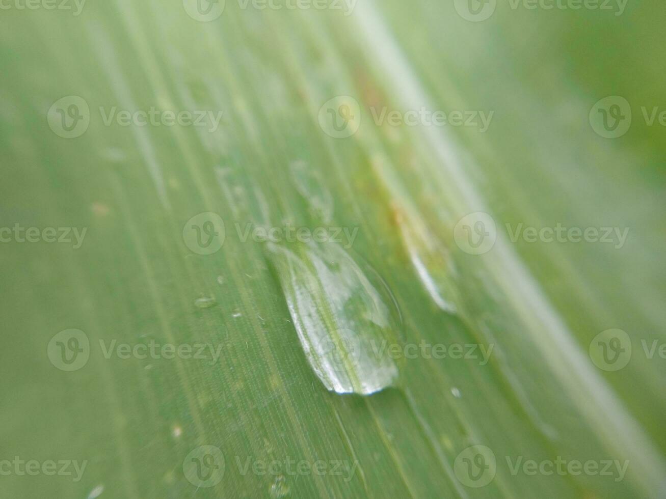 verde pianta struttura dopo pioggia foto