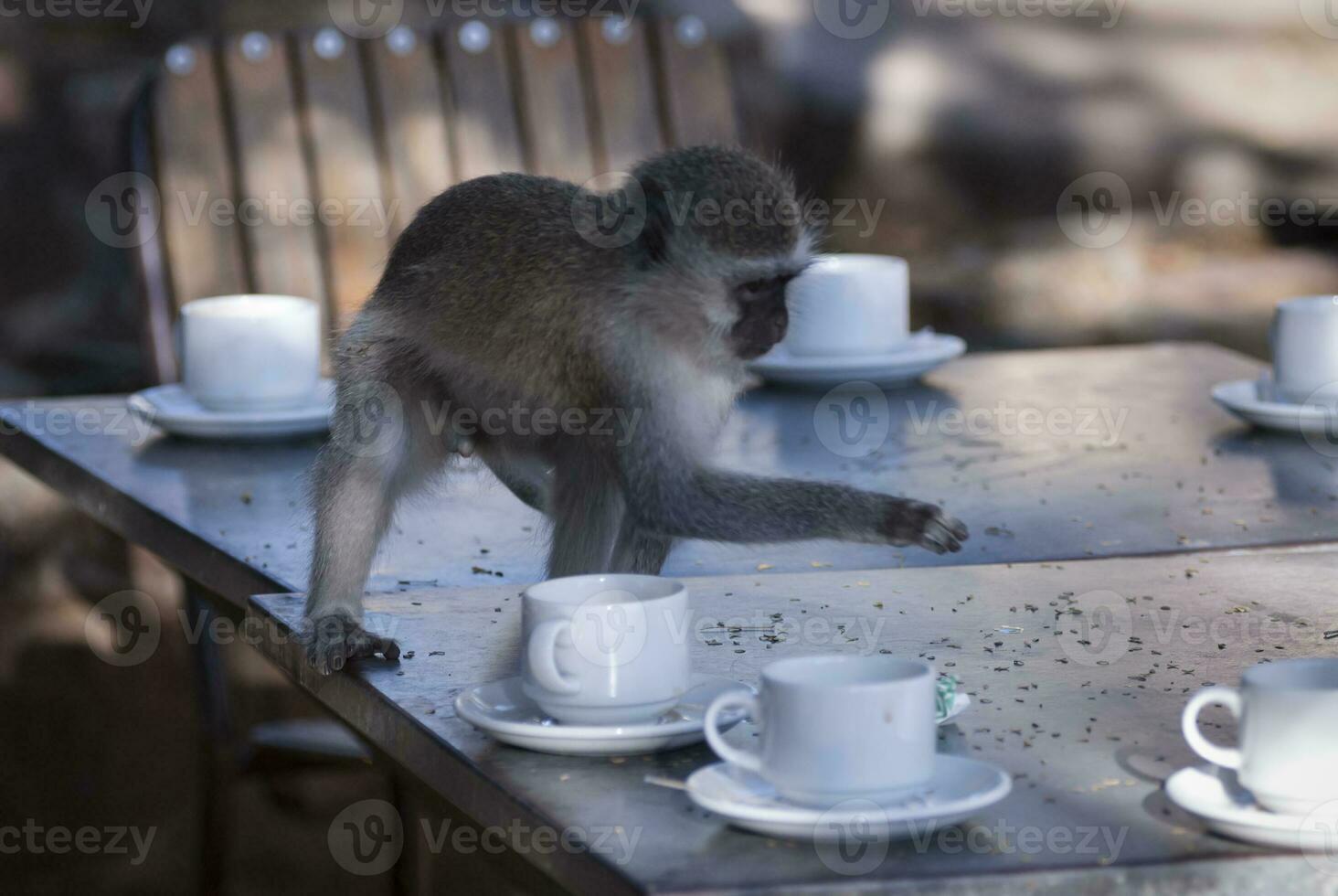 vervet scimmia, kruger nazionale parco, sud Africa foto