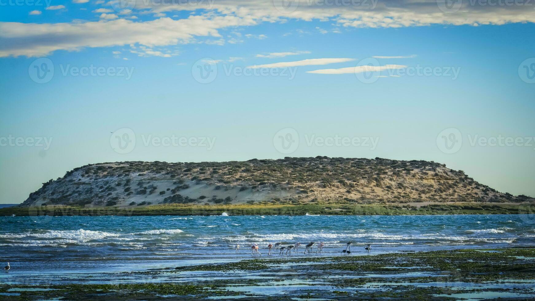 isla de los pajaros ,natura Riserva, penisola Valdes, argentina foto