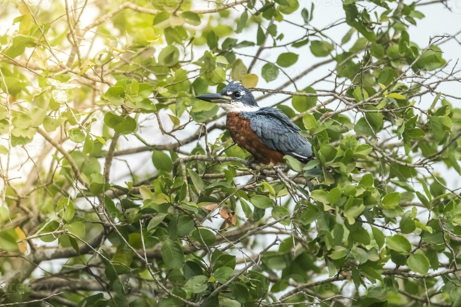 inanellato martin pescatore appollaiato, banche di il cuiaba fiume, pantanale, brasile foto