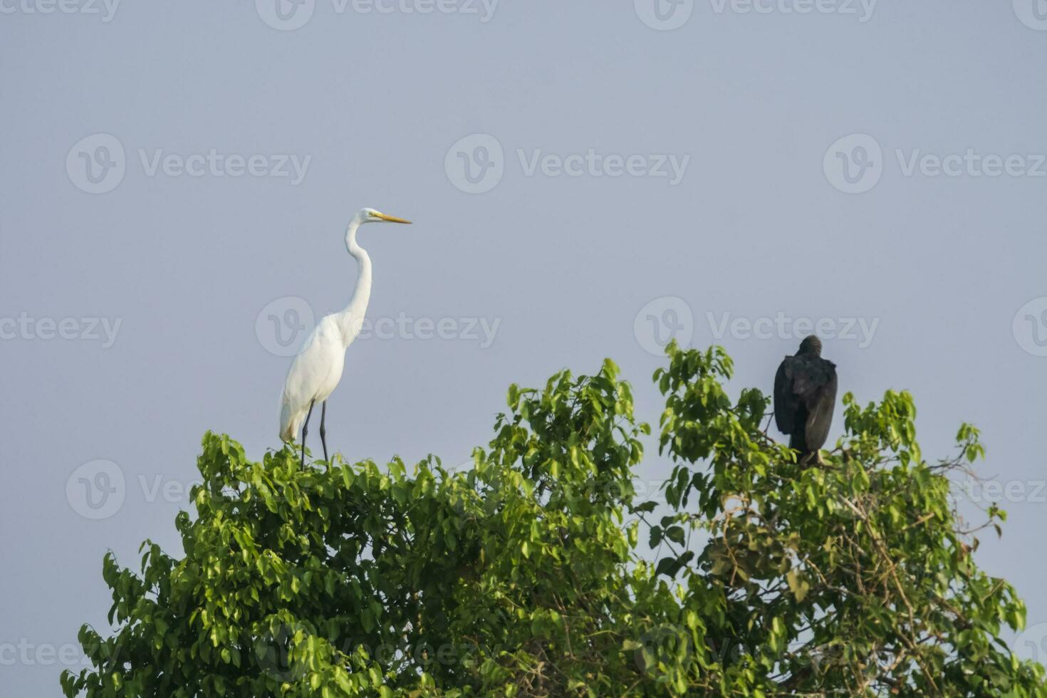 grande bianca Airone nel foresta ambiente, Pantanal, Brasile foto