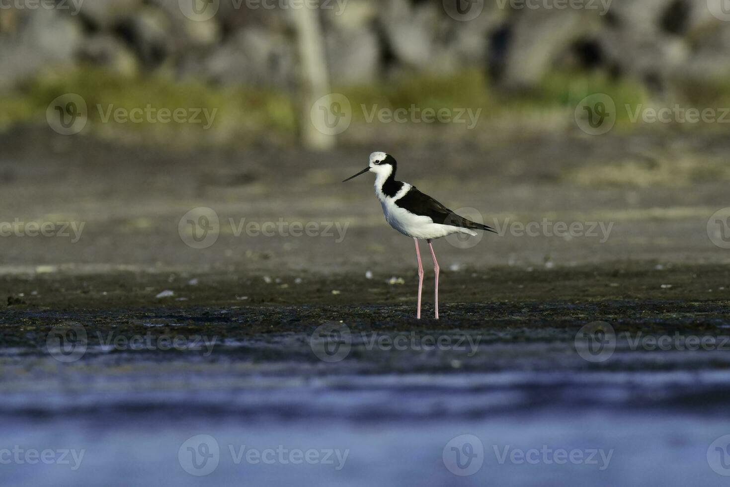 meridionale trampolo, himantopus melanurus nel volo, la pampa Provincia, patagonia, argentina foto