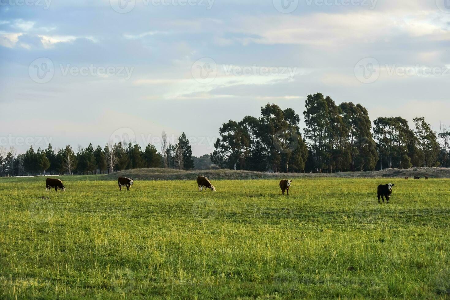 manzi alimentato su naturale erba, buenos arie Provincia, argentina foto