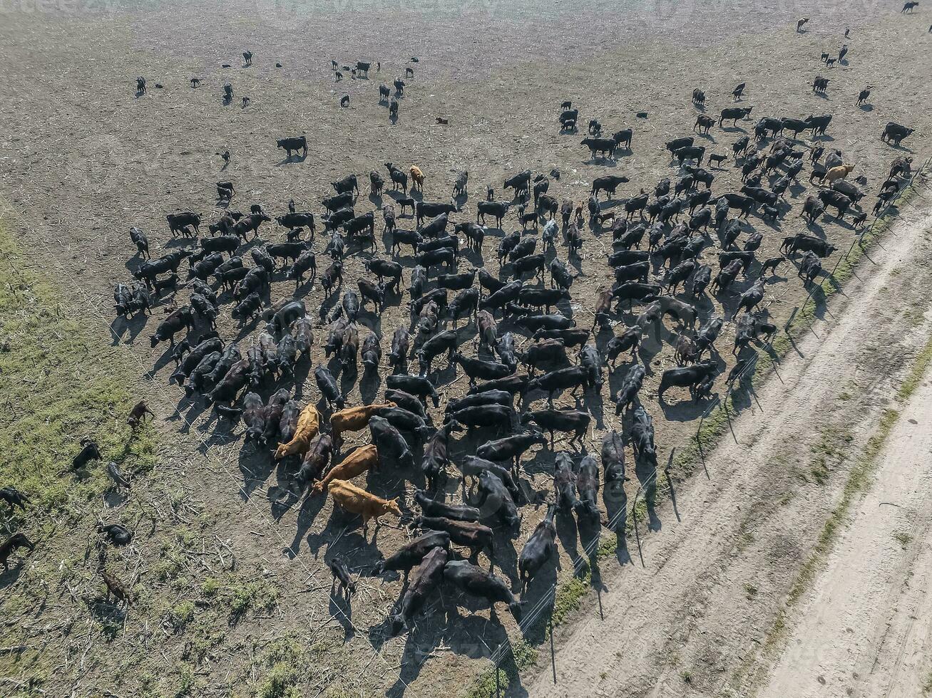 mandria di mucche nel il pampa campo, argentina foto
