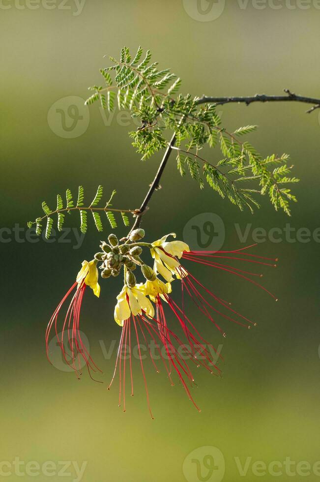 selvaggio fiore nel patagonia, Caesalpinia gilliesii, la pampa, argentina. foto