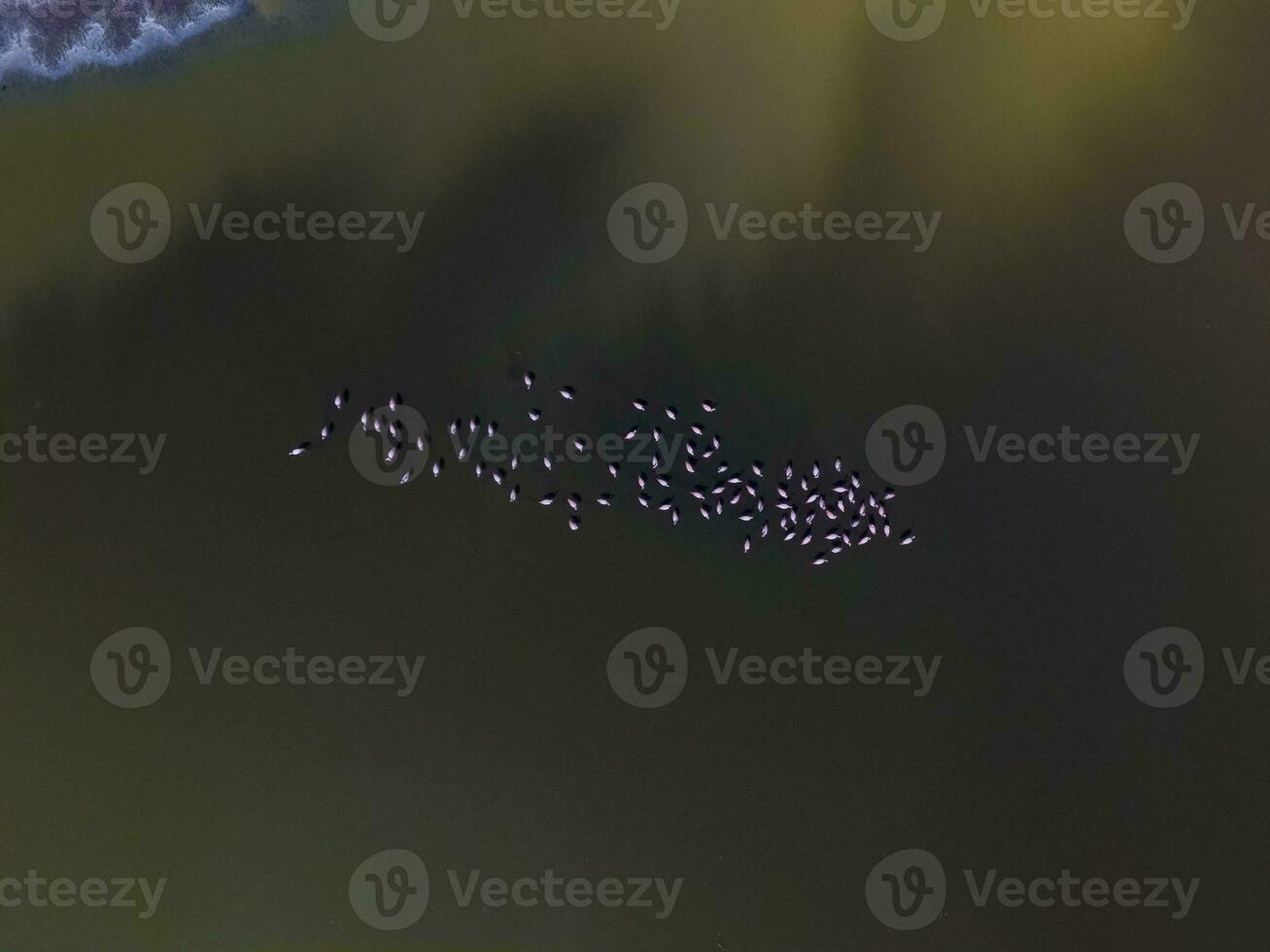 fenicotteri nel patagonia , aereo Visualizza foto