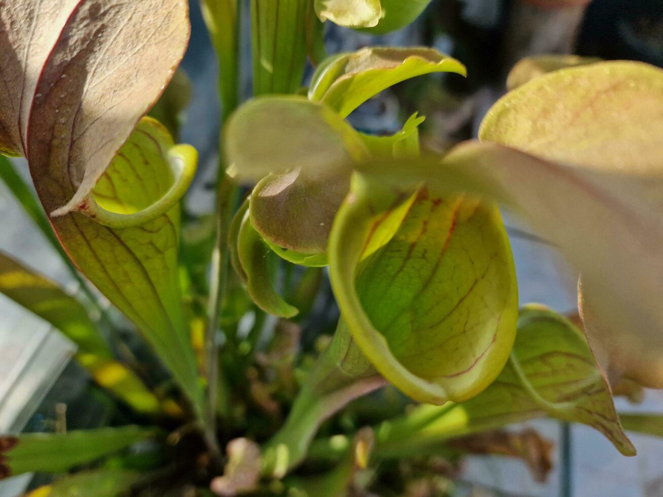 sorprendente primavera colori nel fiori, visitare per il botanico giardino foto