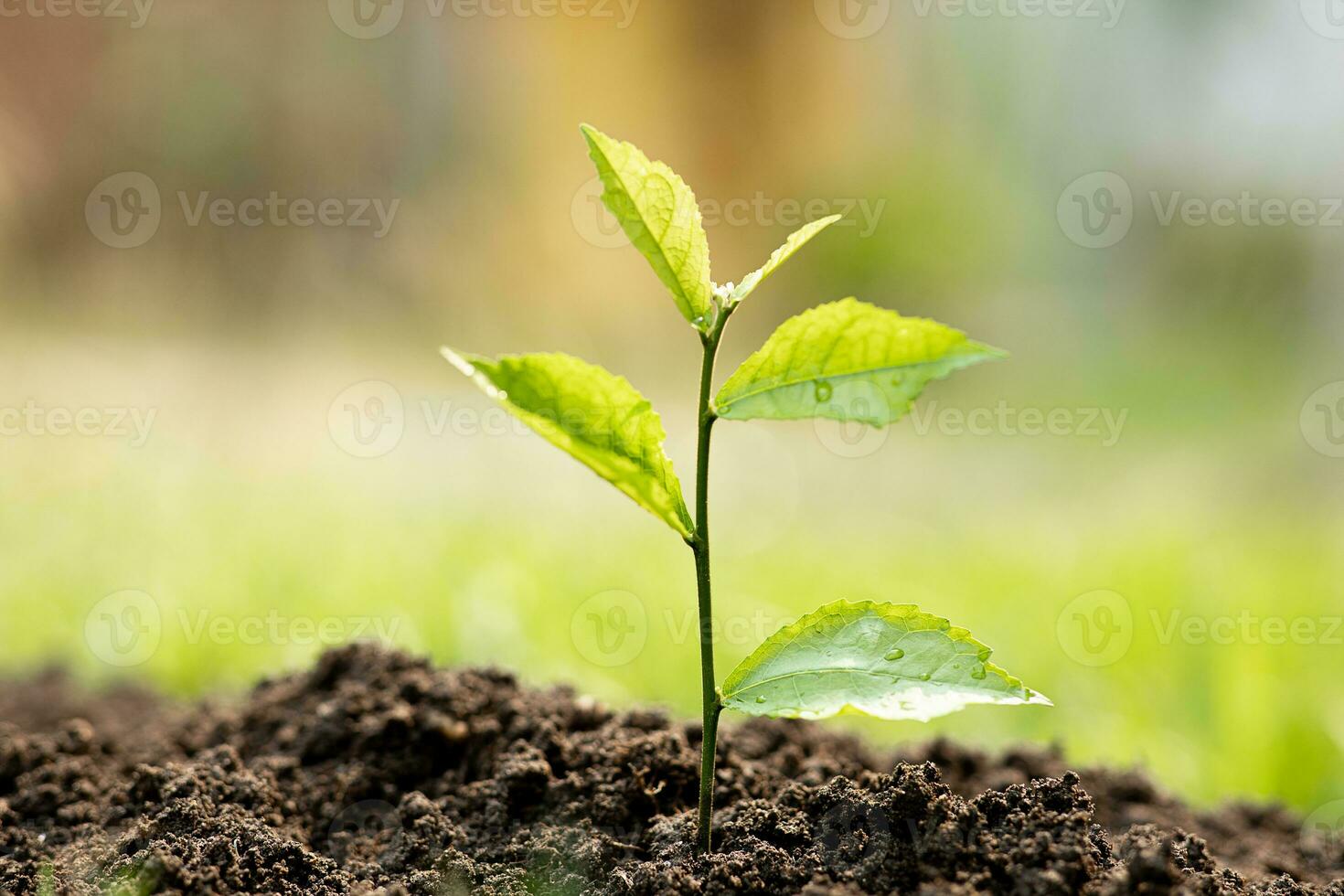 bambino impianti in crescita su fertile suolo con naturale verde sfondo. pianta in crescita. pianta piantina. foto