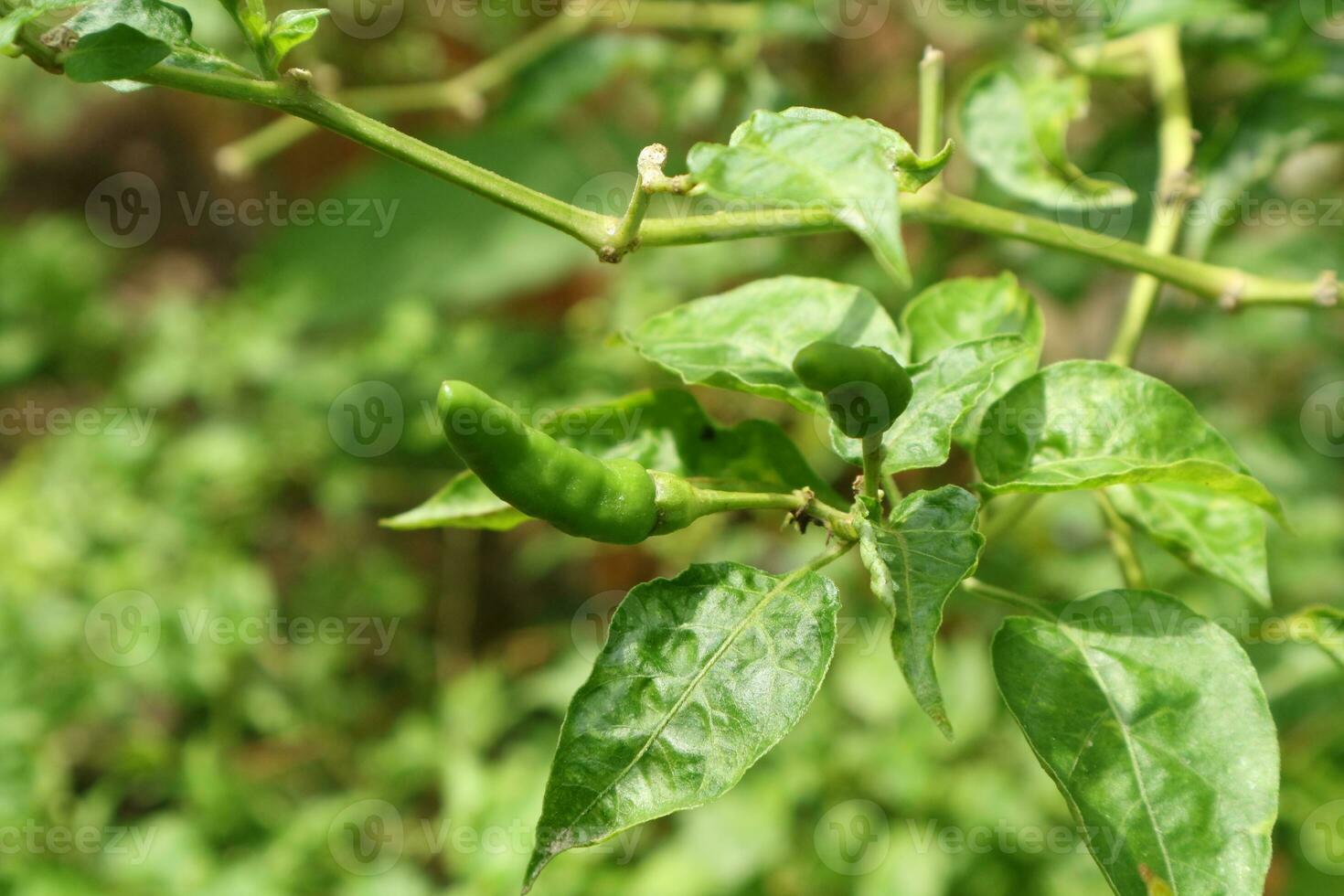 foto di peperoncino di Cayenna Pepe impianti nel il giardino dietro a il Casa