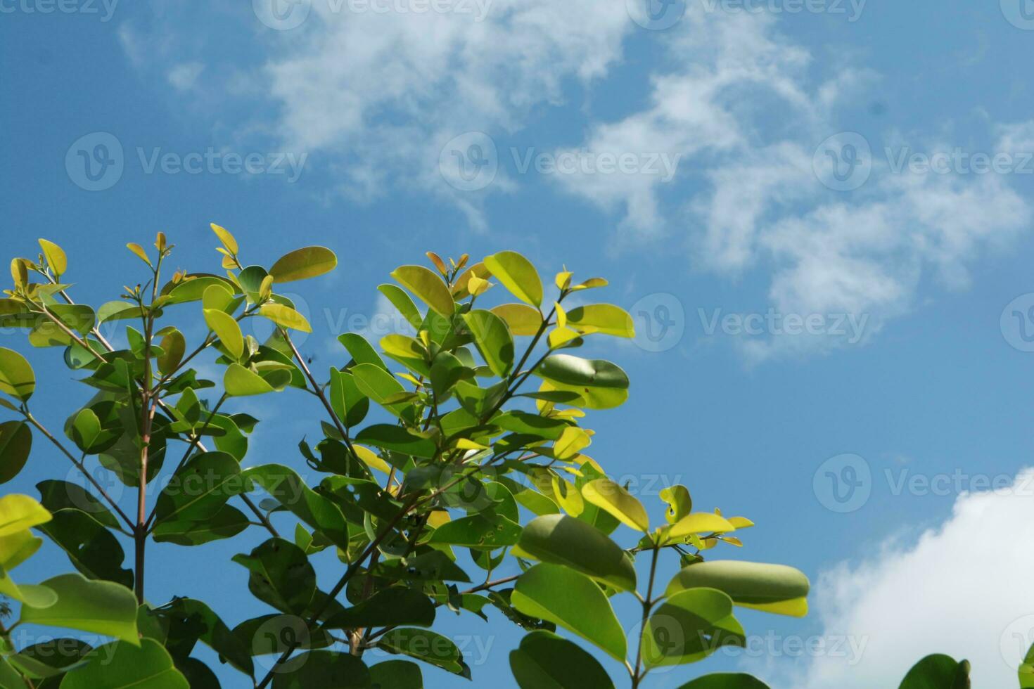 foto di verde le foglie con chiaro blu cielo come sfondo