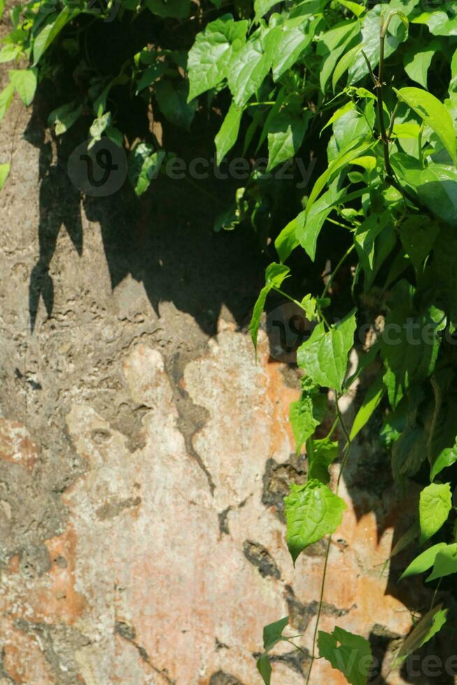 foto di un vecchio parete coperto di vegetazione con viti