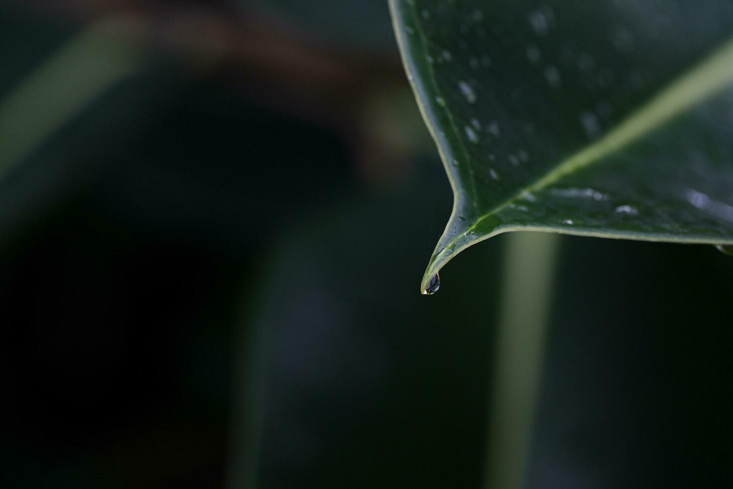 macro tiro di all'aperto foglia con un' gocciolina impiccagione, santo lucia, soufrière foto