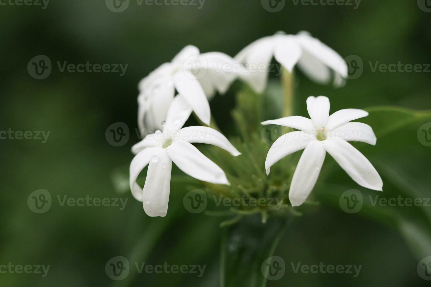 stephanotis floribunda nel fioritura con goccioline su il petali, macro tiro foto