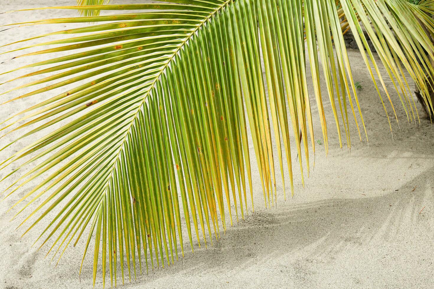 palma albero su il spiaggia di santo lucia foto