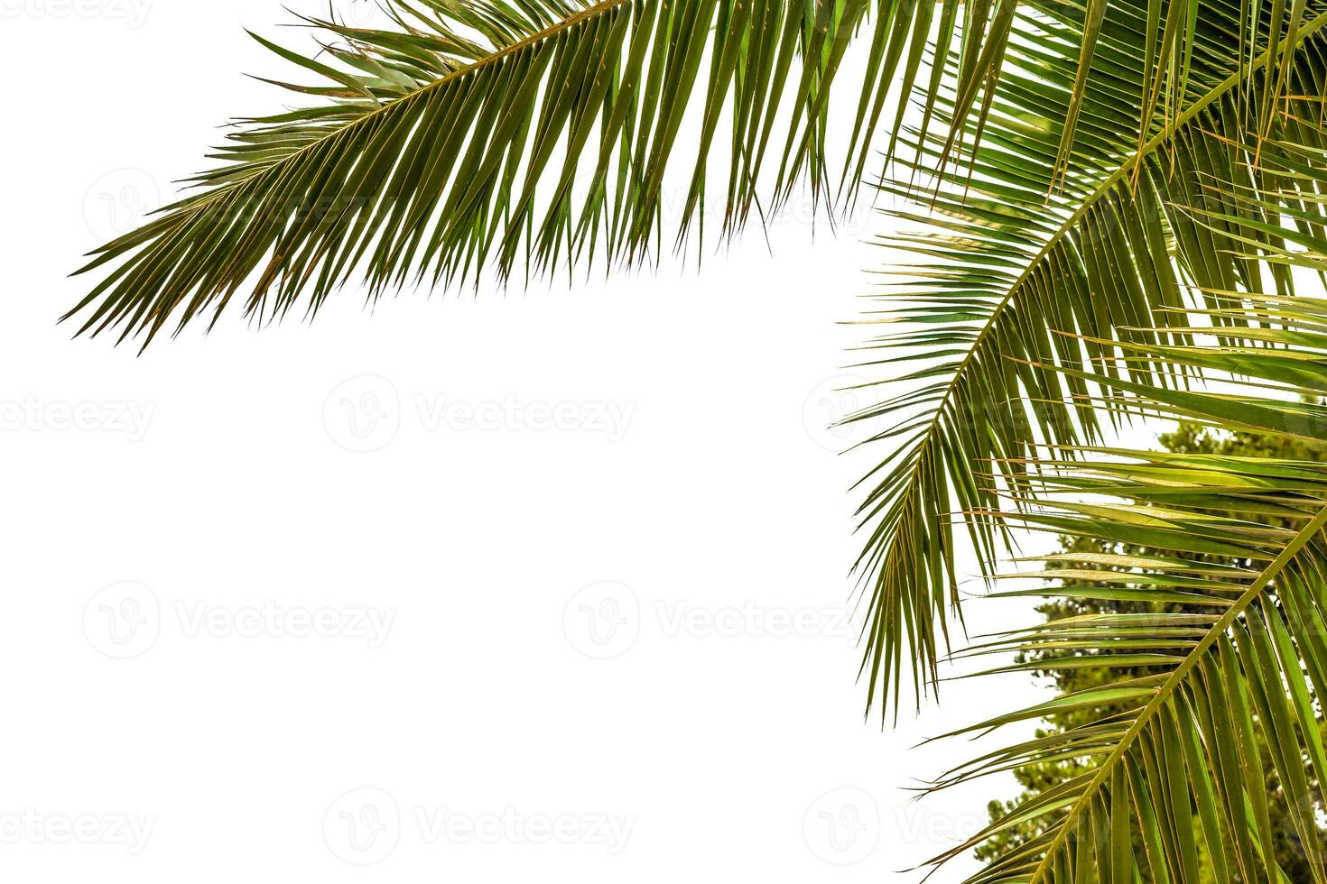 palma albero, isolato su vuoto sfondo. foto