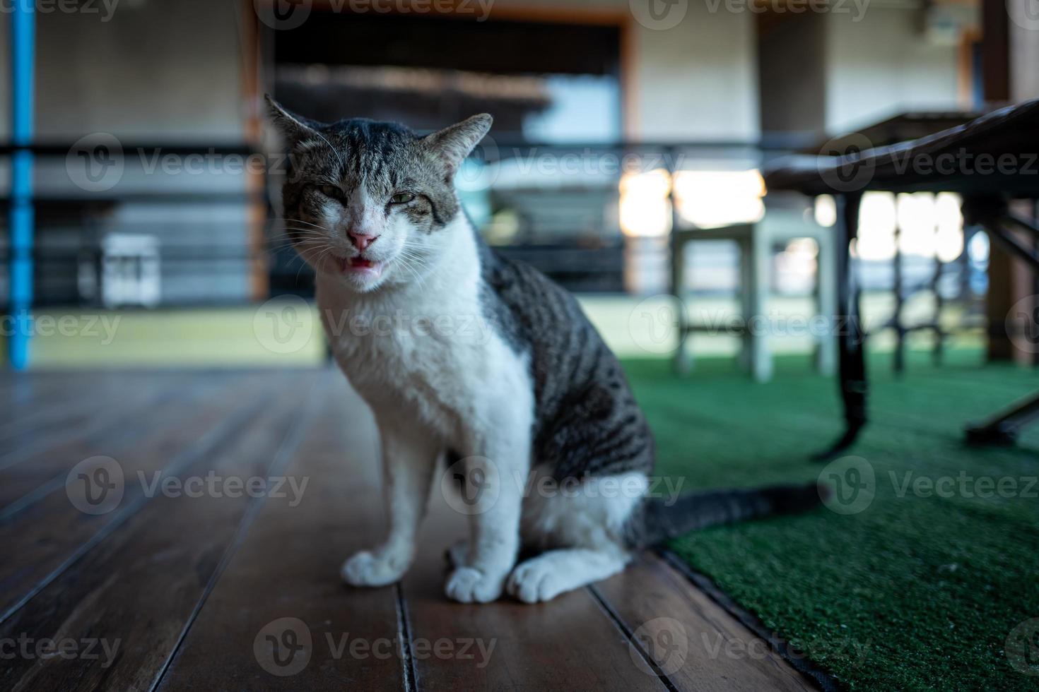 un gatto di strada a koh lipe in thailandia foto