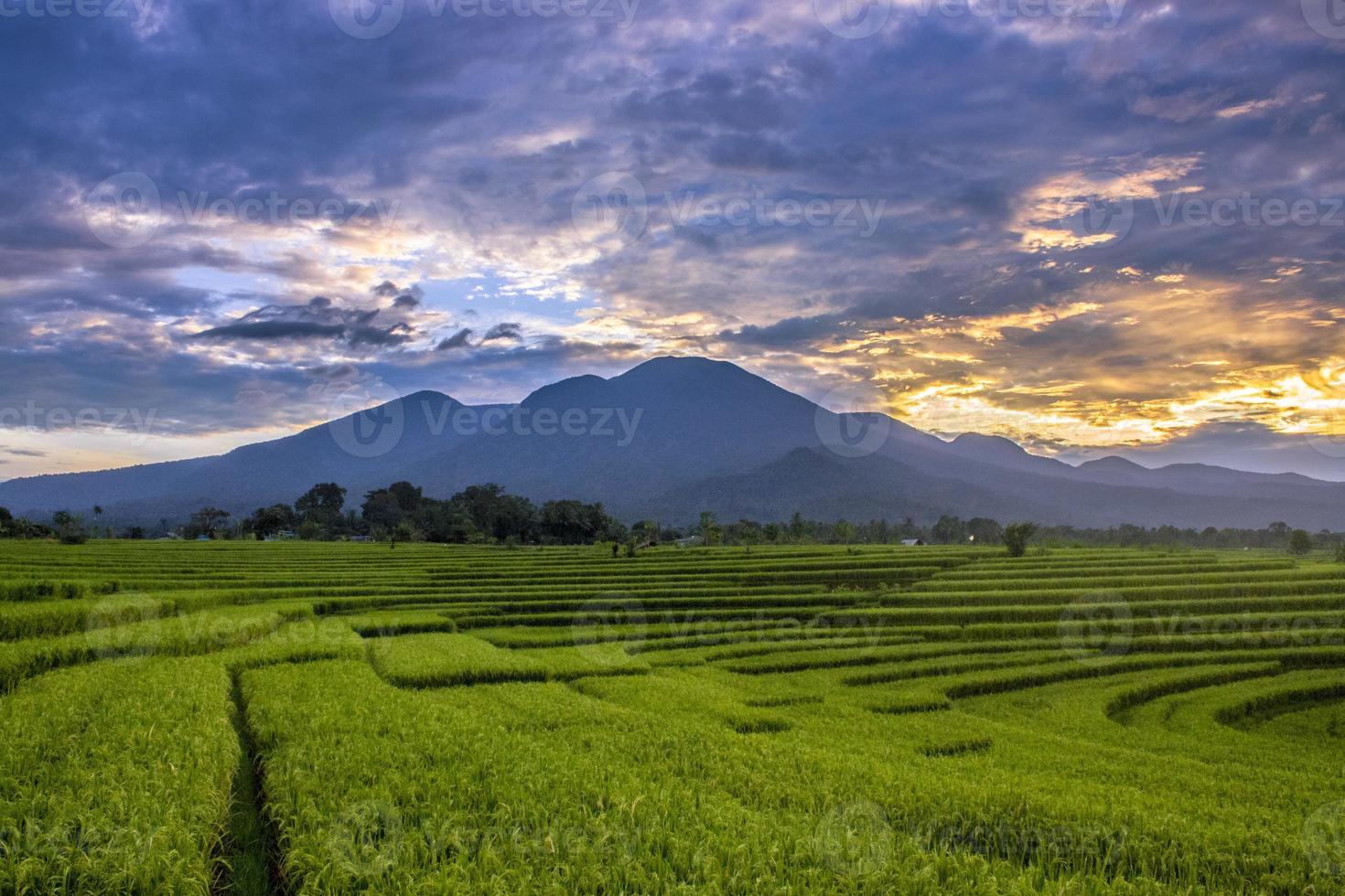 alba di bellezza alle risaie verdi indonesia foto