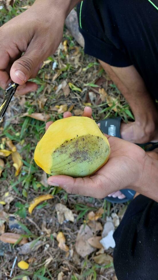 peeling il dolcissimo giallo Mango con un' coltello foto