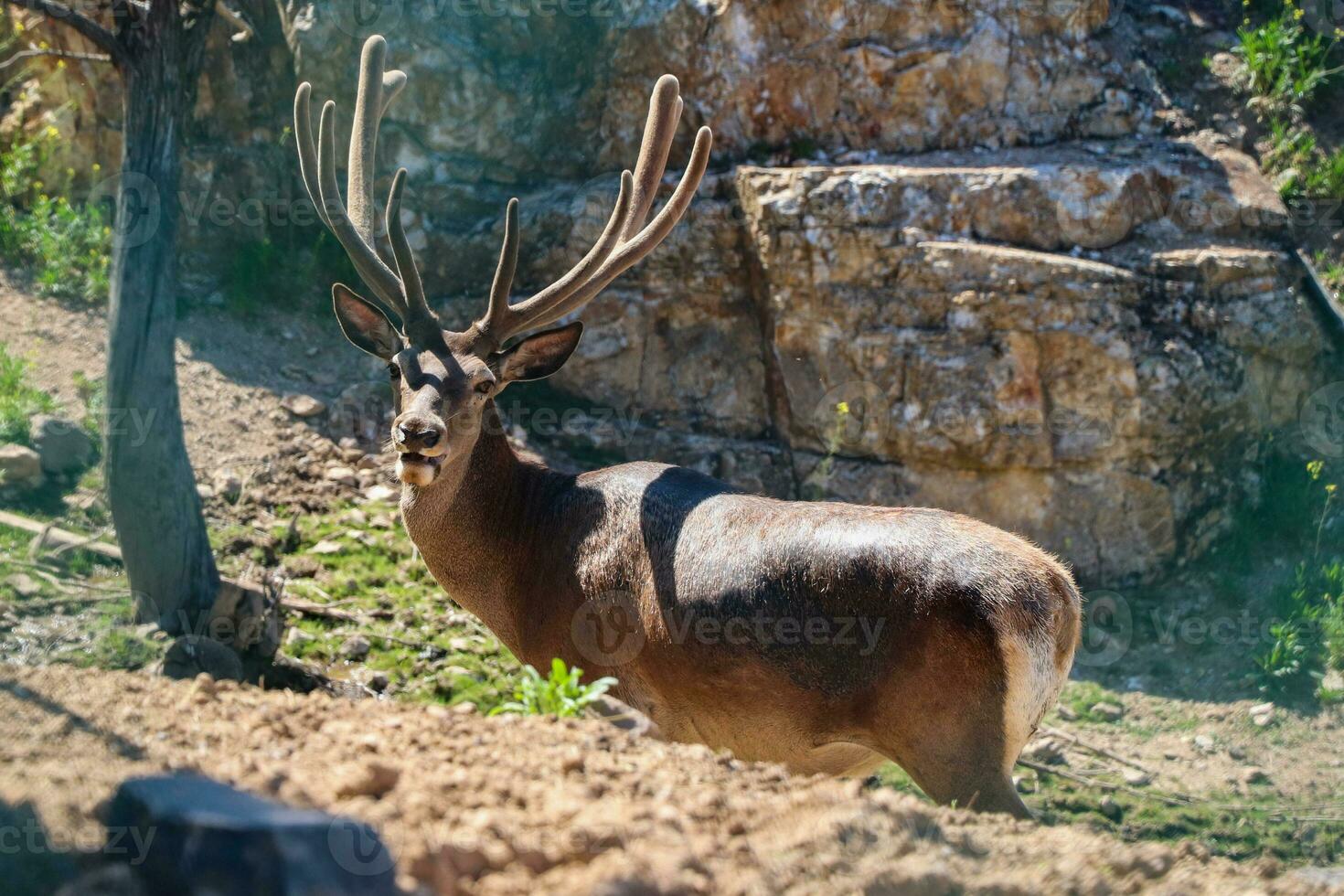 Longhorn cervo a piedi nel un' natura parco. foto di cervo roaming su un' soleggiato giorno.