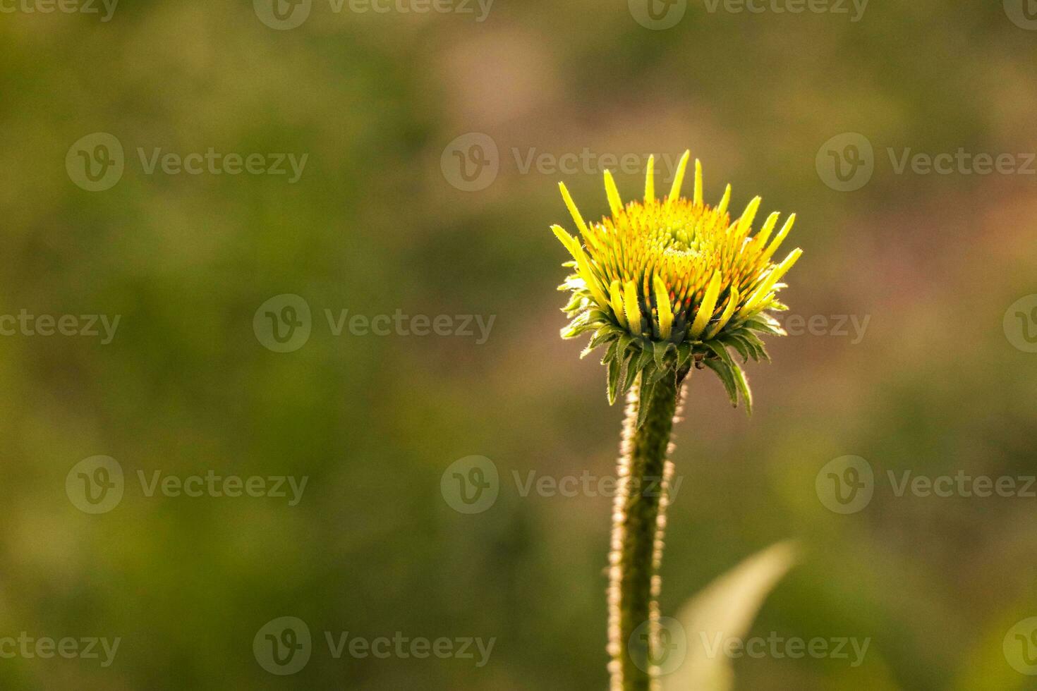 fresco giallo fiore sfondo con rugiada oggetti di scena, bellissimo natura concetto foto