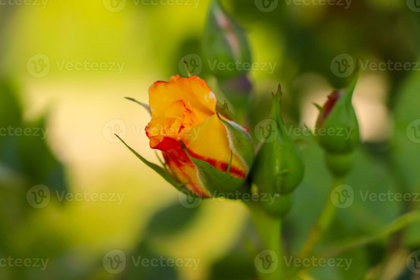 giallo rosa, giallo rosa nel il foresta, giallo rosa nel il giardino, giallo fiore foto