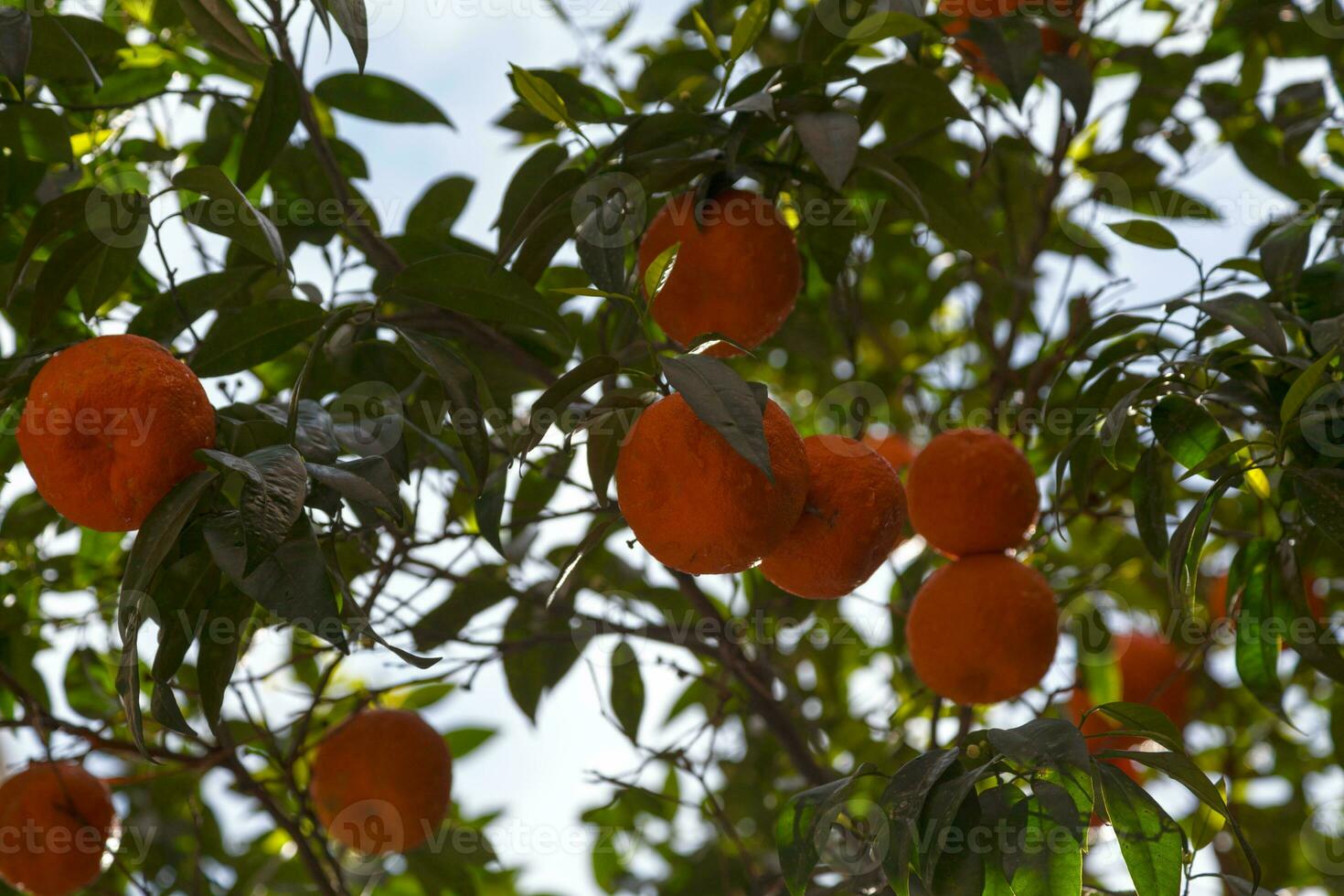 avvicinamento su arance nel un' albero foto