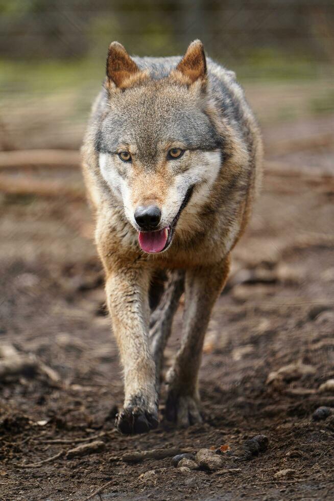 eurasiatico lupo nel zoo foto