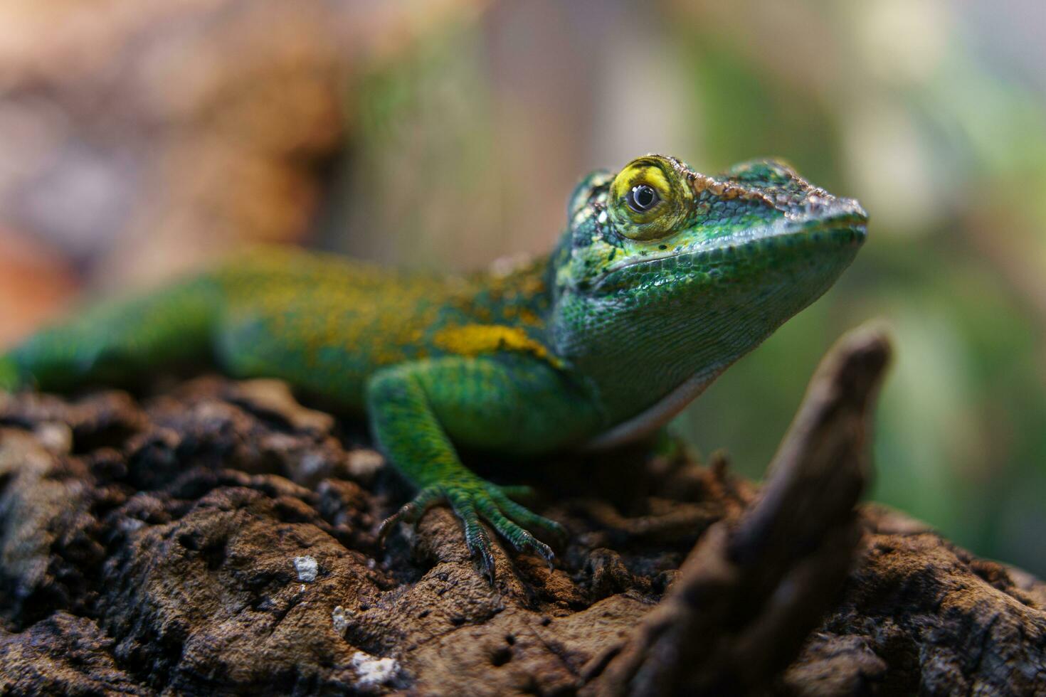 anole gigante di baracoa foto