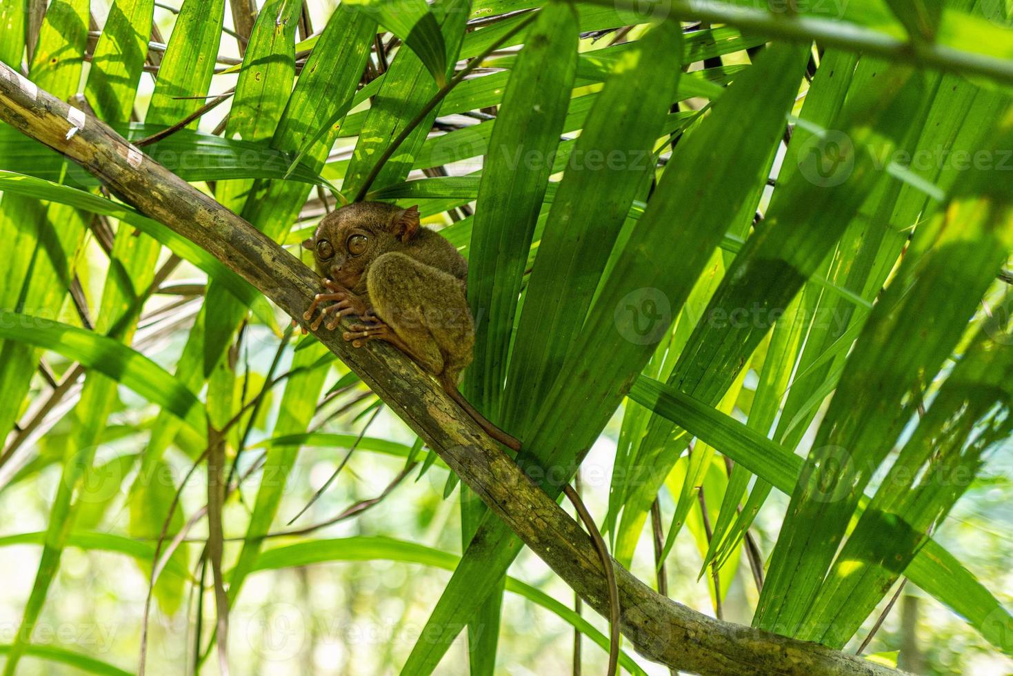 un tarsier in bohol sulle filippine foto