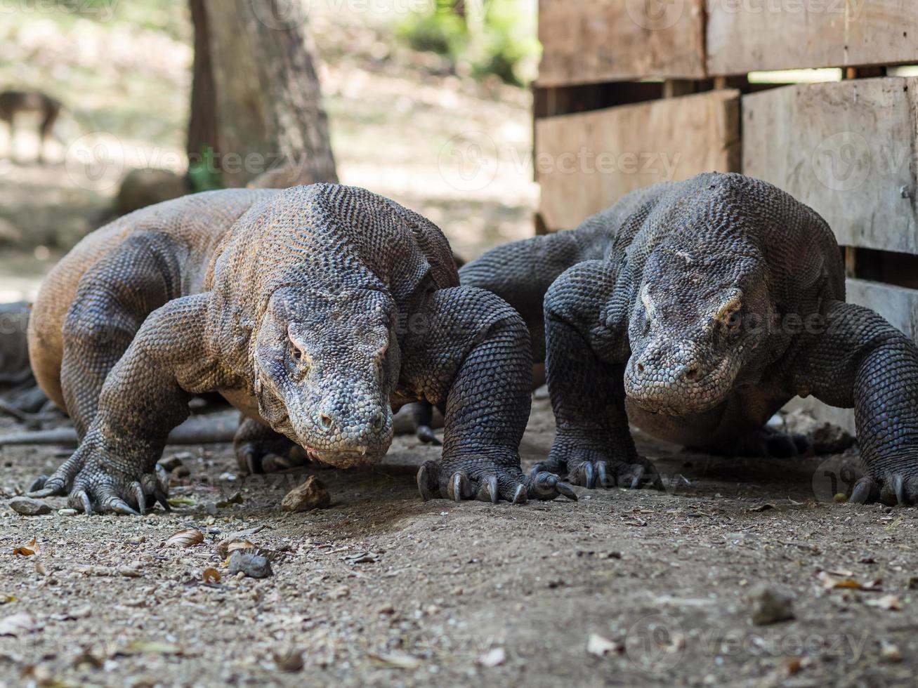 lucertola monitor sull'isola di rinca in indonesia foto