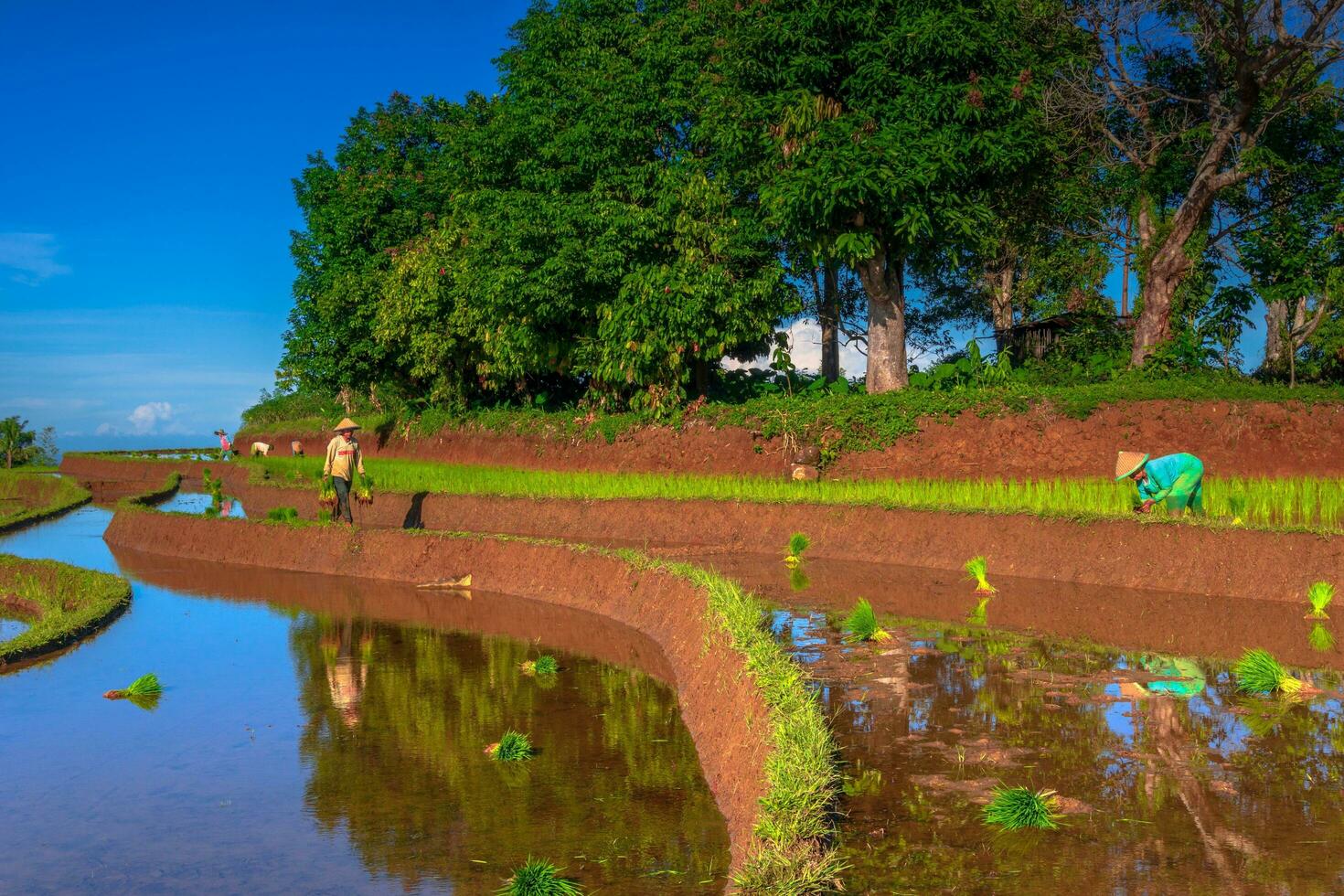 bellissimo mattina Visualizza Indonesia panorama paesaggio risaia i campi con bellezza colore e cielo naturale leggero foto