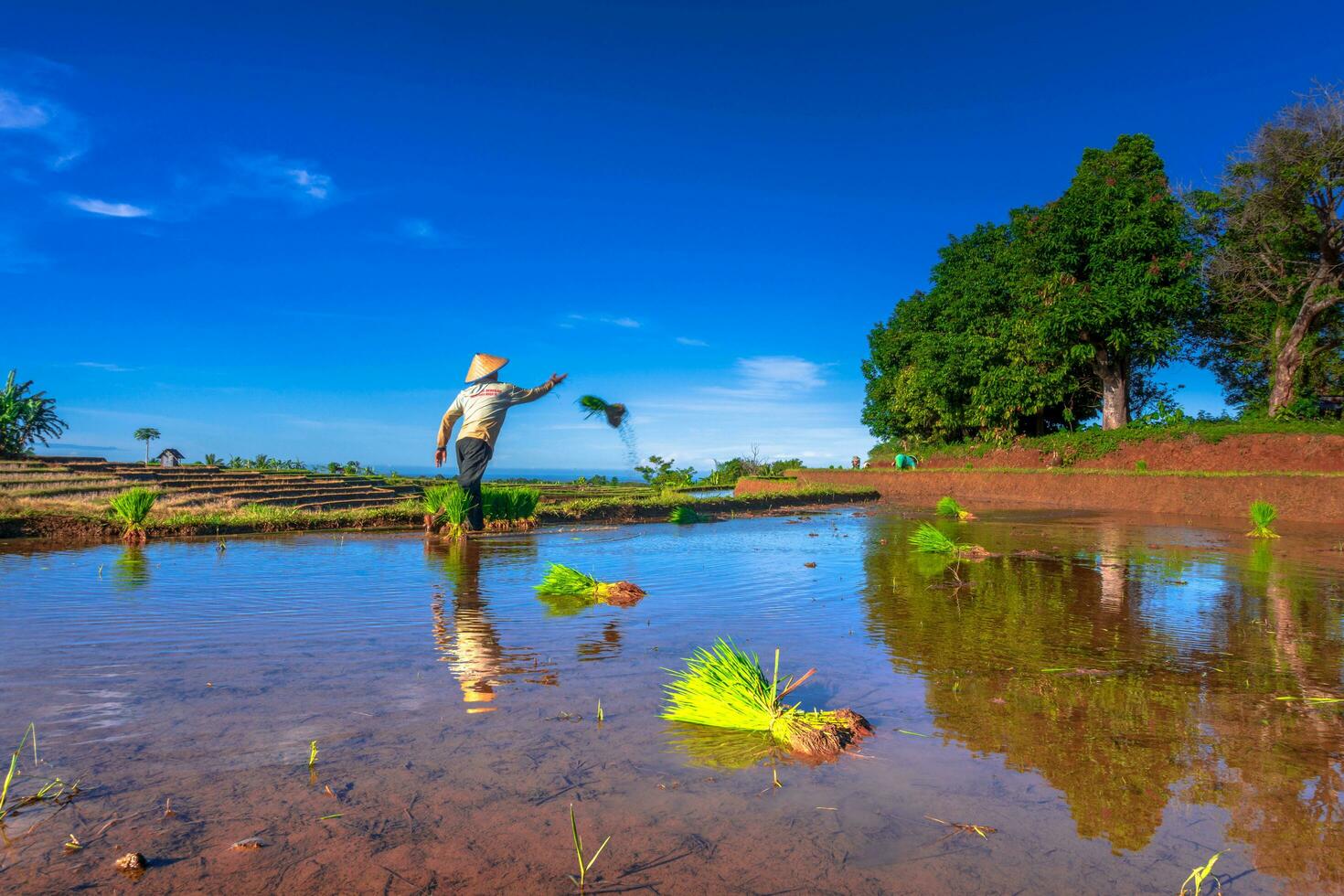 bellissimo mattina Visualizza Indonesia panorama paesaggio risaia i campi con bellezza colore e cielo naturale leggero foto