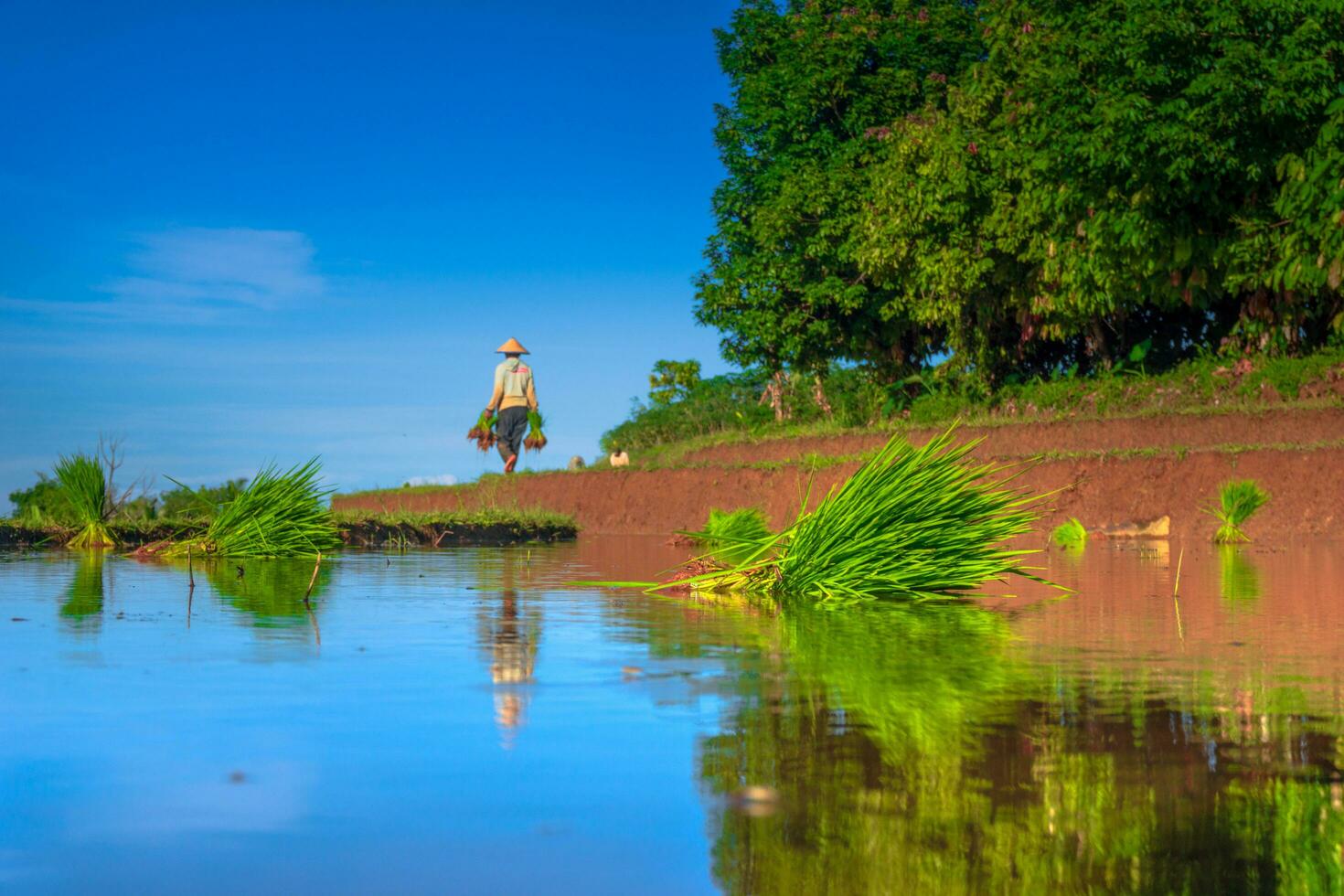 bellissimo mattina Visualizza Indonesia panorama paesaggio risaia i campi con bellezza colore e cielo naturale leggero foto