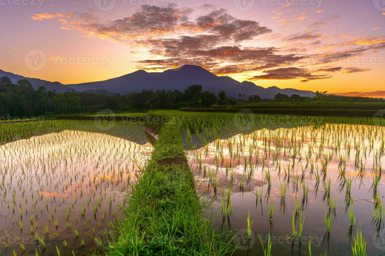 bellissimo mattina Visualizza Indonesia panorama paesaggio risaia i campi con bellezza colore e cielo naturale leggero foto