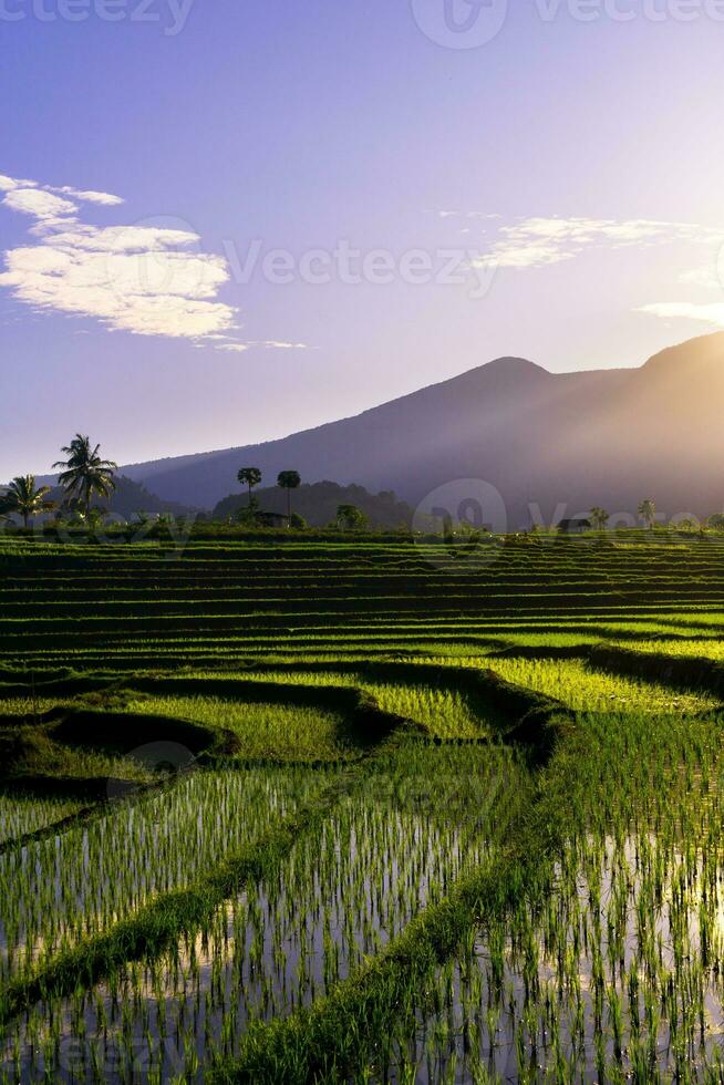 bellissimo mattina Visualizza Indonesia panorama paesaggio risaia i campi con bellezza colore e cielo naturale leggero foto