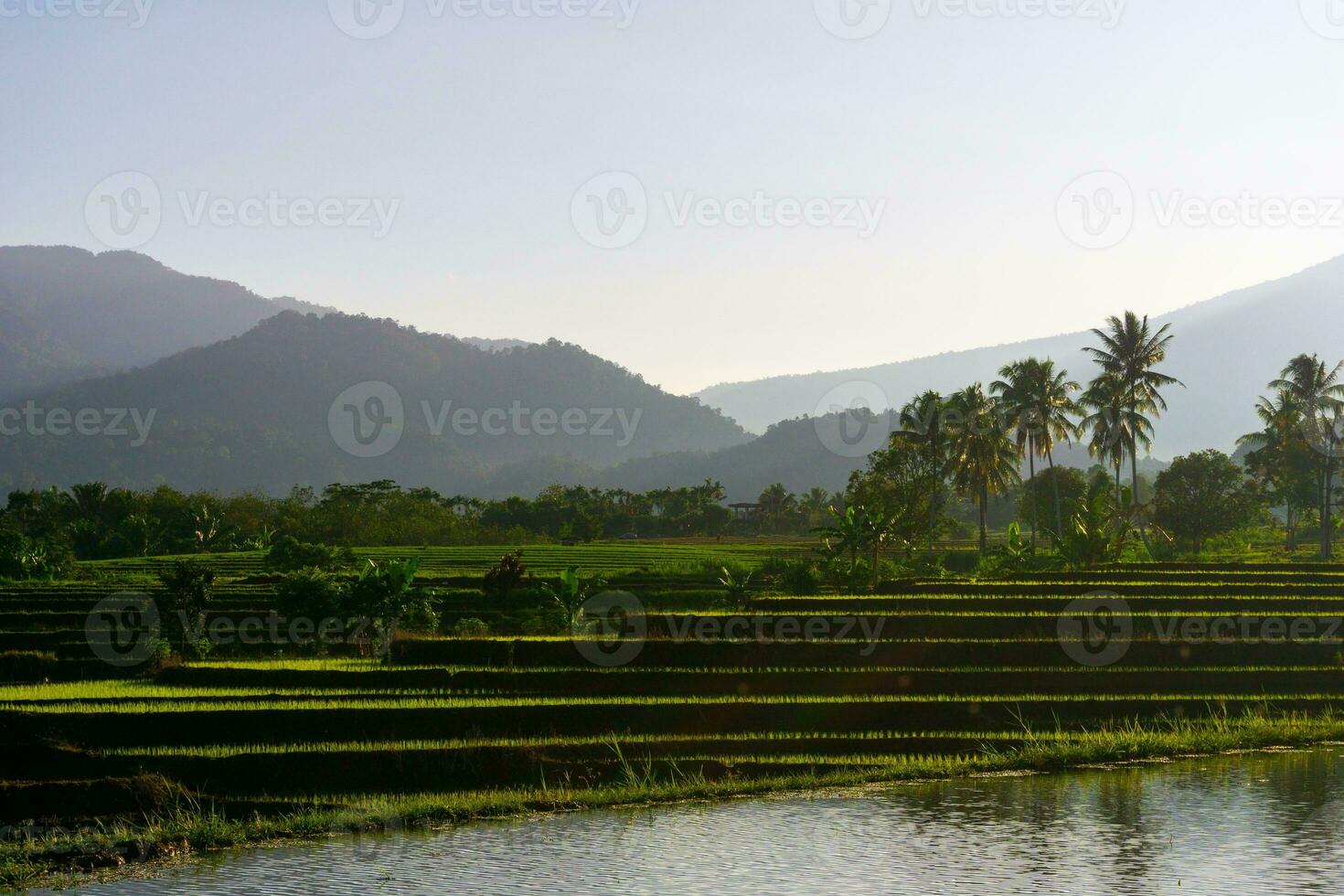 bellissimo mattina Visualizza Indonesia panorama paesaggio risaia i campi con bellezza colore e cielo naturale leggero foto