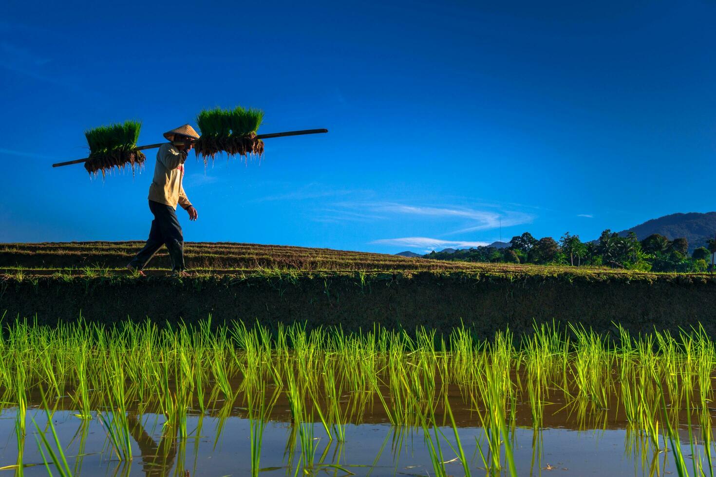 il naturale bellezza di Indonesia con verde le foglie e erba foto