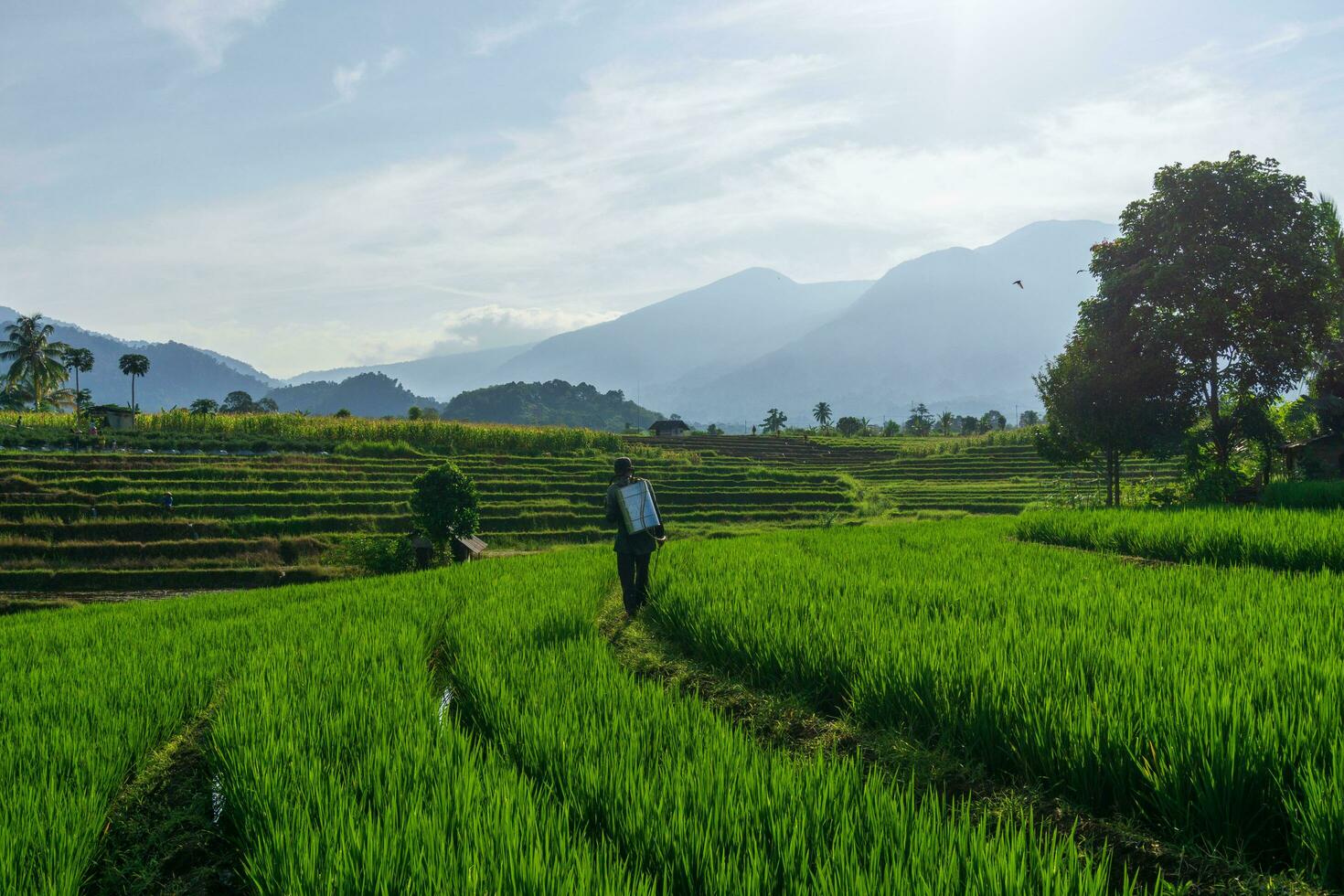 il attività di agricoltori nel il riso i campi nel il barisan montagne, bengkulu, nord Indonesia foto