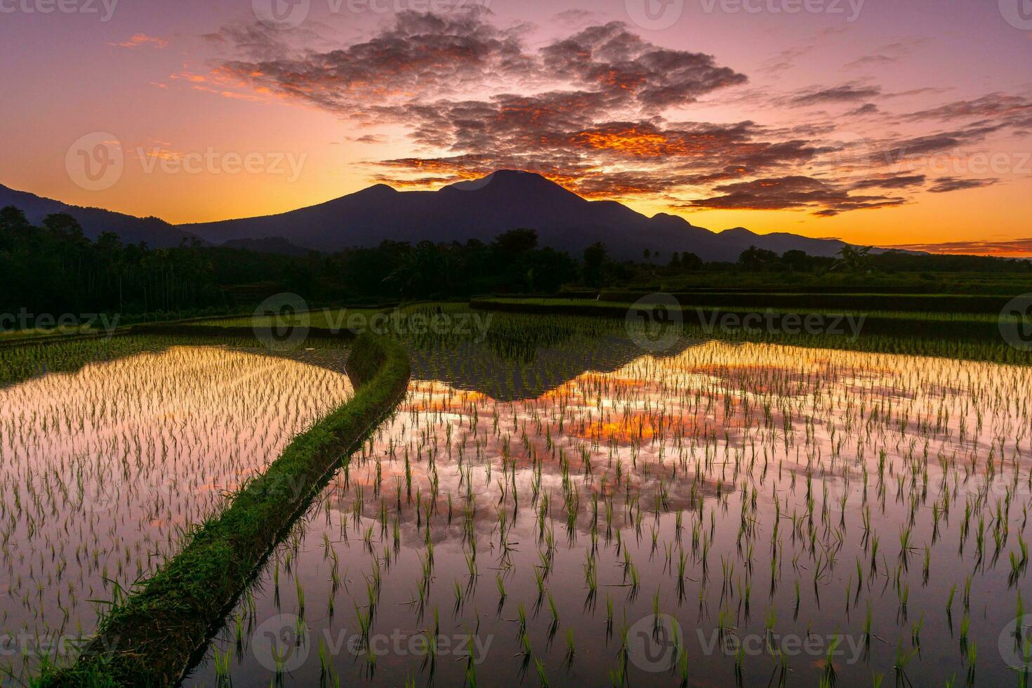 bellissimo mattina Visualizza Indonesia panorama paesaggio risaia i campi con bellezza colore e cielo naturale leggero foto