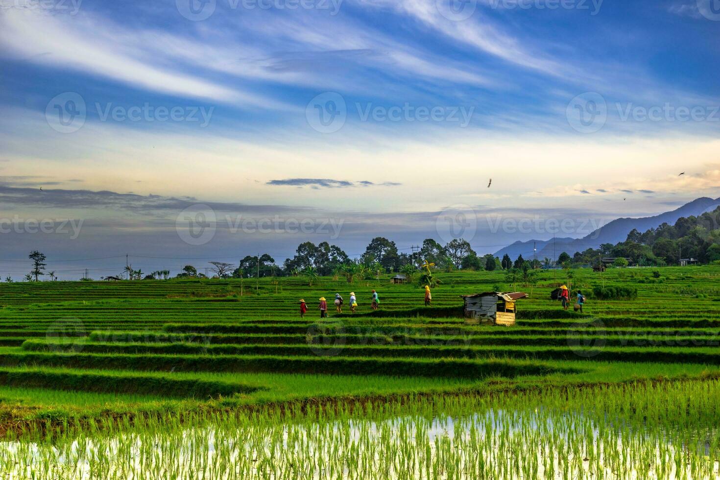 bellissimo mattina Visualizza Indonesia panorama paesaggio risaia i campi con bellezza colore e cielo naturale leggero foto