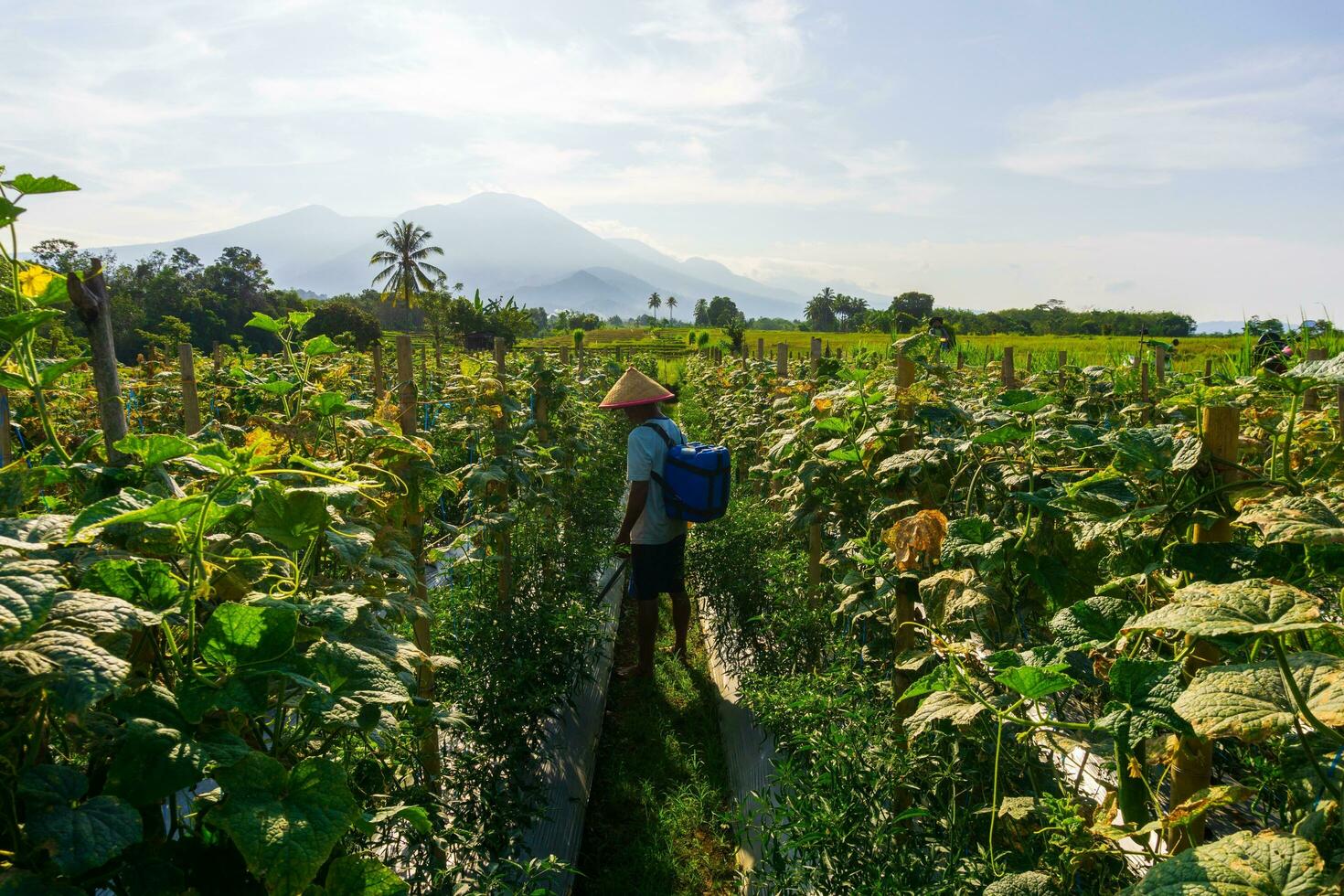 il attività di agricoltori nel il riso i campi nel il barisan montagne, bengkulu, nord Indonesia foto