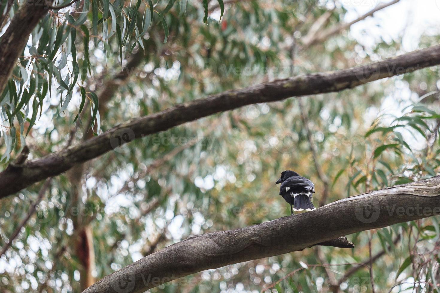 pied currawong strepera graculina springbrook park queensland australia foto