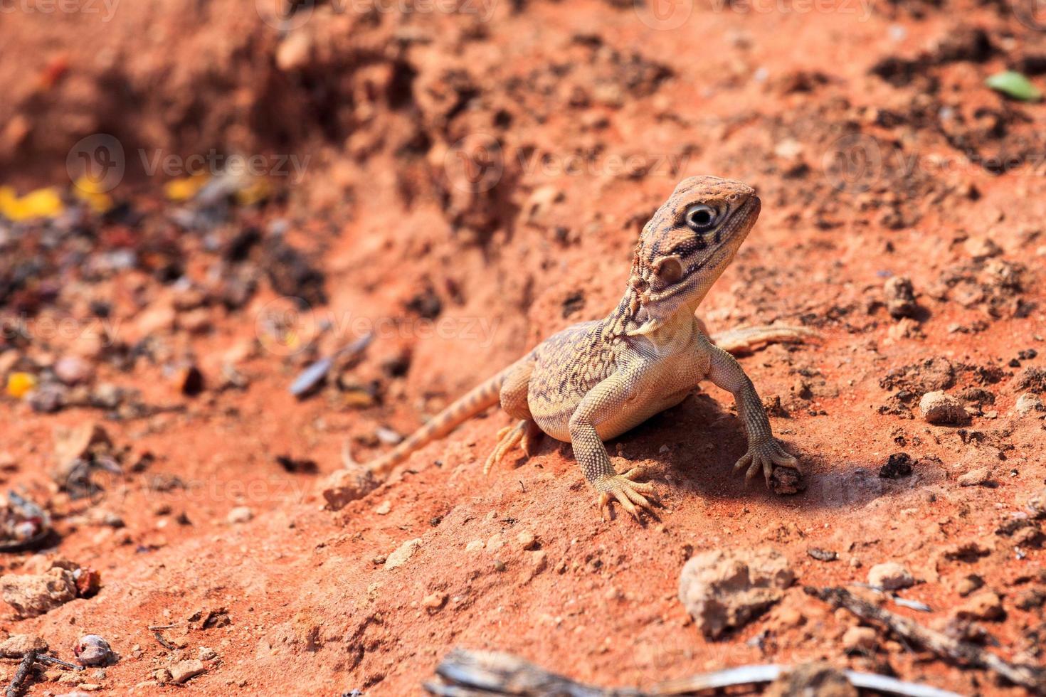 centrale drago reticolato ctenophorus nuchalis vicino a uluru territorio settentrionale australia foto