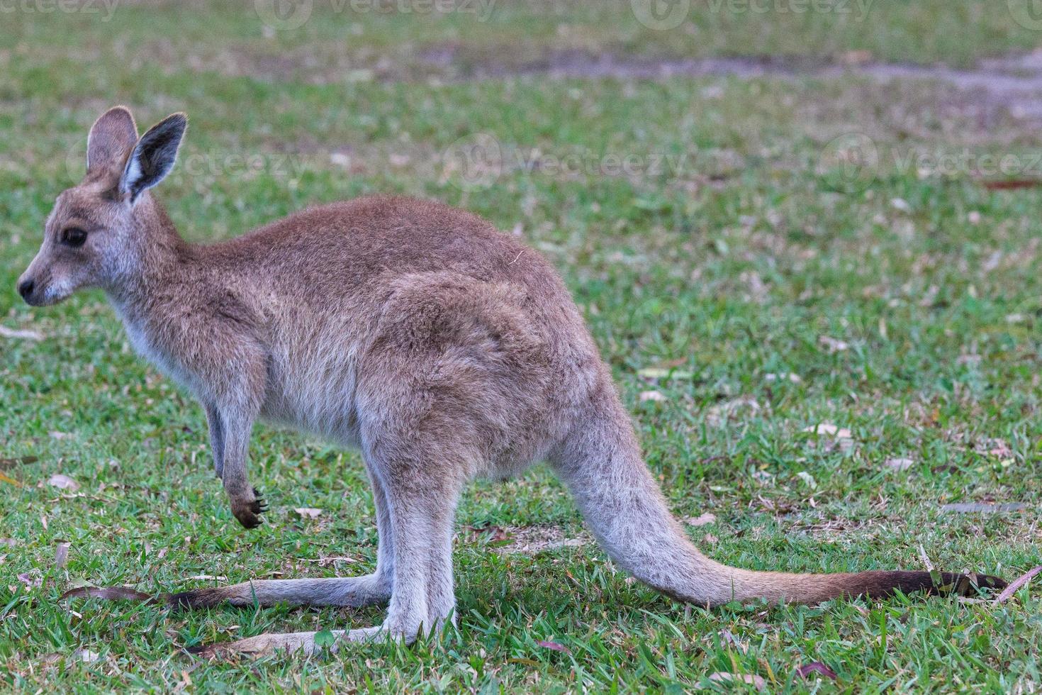 canguro grigio orientale macropus giganteus Sunshine Coast Queensland Australia foto